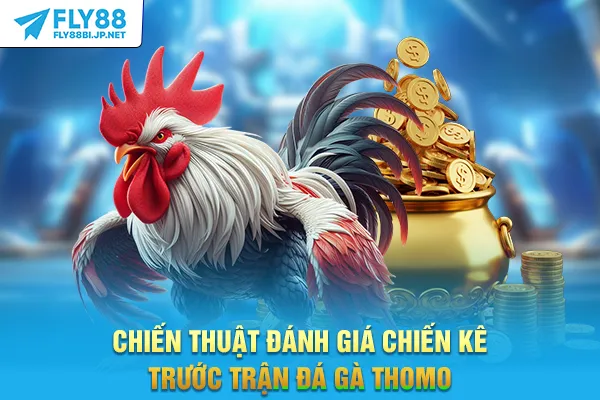 Chiến thuật đánh giá chiến kê trước trận đá gà Thomo