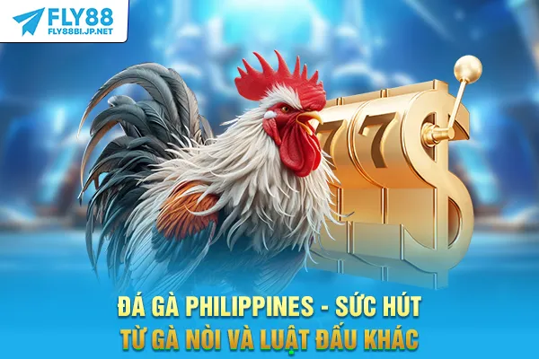 Đá Gà Philippines - Sức Hút Từ Gà Nòi Và Luật Đấu Khác